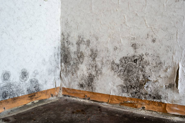 Best Mold Cleaning Services  in Spanish Fork, UT